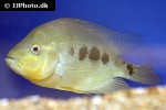 cichlasoma trimaculatum cichlasoma trimaculatum