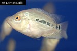 cichlasoma trimaculatum cichlasoma trimaculatum