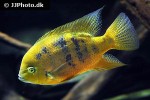 cincelichthys bocourti cincelichthys bocourti