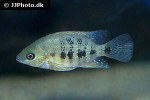cincelichthys bocourti cincelichthys bocourti