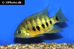 cincelichthys bocourti cincelichthys bocourti