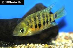 cincelichthys bocourti cincelichthys bocourti