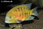 cincelichthys bocourti cincelichthys bocourti
