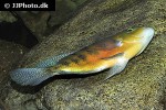 cincelichthys bocourti cincelichthys bocourti