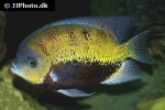 cincelichthys pearsei cincelichthys pearsei