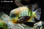 cincelichthys pearsei cincelichthys pearsei