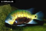 cincelichthys pearsei cincelichthys pearsei