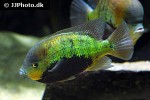 cincelichthys pearsei cincelichthys pearsei