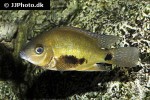 cincelichthys pearsei cincelichthys pearsei