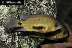 cincelichthys pearsei cincelichthys pearsei
