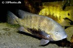 cincelichthys pearsei cincelichthys pearsei