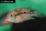 cribroheros alfari cribroheros alfari