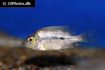 cribroheros altifrons cribroheros altifrons