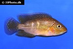 cribroheros rhytisma cribroheros rhytisma