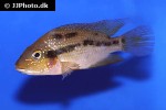 cribroheros rhytisma cribroheros rhytisma