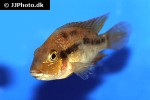 cribroheros rhytisma cribroheros rhytisma