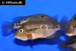 cribroheros rhytisma cribroheros rhytisma