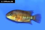 cryptoheros spilurus cryptoheros spilurus