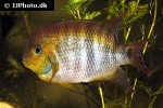 cryptoheros spilurus cryptoheros spilurus