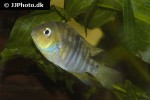 cryptoheros spilurus cryptoheros spilurus