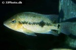darienheros calobrensis darienheros calobrensis