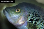 herichthys bartoni herichthys bartoni