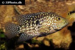 herichthys carpintis herichthys carpintis