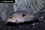 herichthys carpintis herichthys carpintis