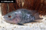 herichthys carpintis x cichlasoma trimaculatum herichthys carpintis x cichlasoma trimaculatum