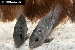 herichthys carpintis x cichlasoma trimaculatum herichthys carpintis x cichlasoma trimaculatum
