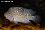 herichthys cyanoguttatus herichthys cyanoguttatus