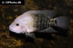 herichthys cyanoguttatus herichthys cyanoguttatus