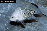 herichthys cyanoguttatus herichthys cyanoguttatus