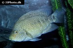 herichthys cyanoguttatus herichthys cyanoguttatus