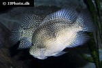 herichthys cyanoguttatus herichthys cyanoguttatus