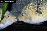 herichthys cyanoguttatus herichthys cyanoguttatus