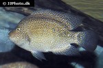 herichthys cyanoguttatus herichthys cyanoguttatus