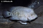 herichthys cyanoguttatus herichthys cyanoguttatus