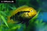 herotilapia multispinosa herotilapia multispinosa