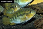 herotilapia multispinosa herotilapia multispinosa