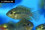herotilapia multispinosa herotilapia multispinosa