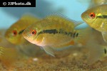 herotilapia multispinosa herotilapia multispinosa