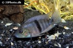 hypsophrys nematopus hypsophrys nematopus