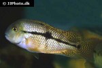 hypsophrys nicaraguensis hypsophrys nicaraguensis