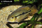 hypsophrys nicaraguensis hypsophrys nicaraguensis