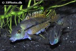hypsophrys nicaraguensis hypsophrys nicaraguensis