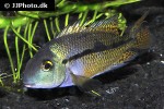 hypsophrys nicaraguensis hypsophrys nicaraguensis