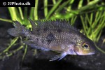 hypsophrys nicaraguensis hypsophrys nicaraguensis