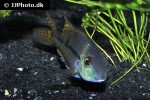 hypsophrys nicaraguensis hypsophrys nicaraguensis