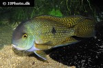 hypsophrys nicaraguensis hypsophrys nicaraguensis